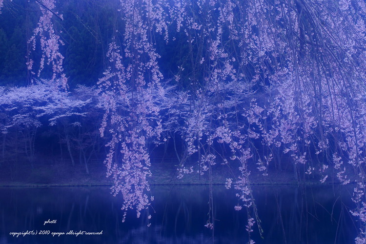 桜色４