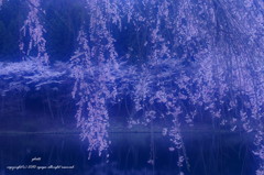 桜色４