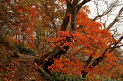 紅葉