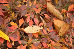 autum