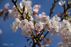 春を見つけた～桜～