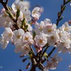 春を見つけた～桜～