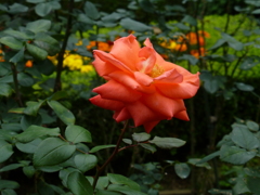 P1000729