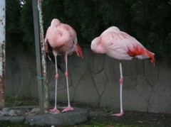 フラミンゴ
