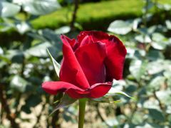 P1000162_1024