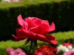 P1000106_1024