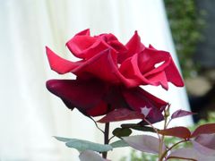 P1000212_1024