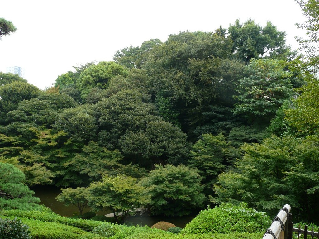 パワースポット　浜田山公園