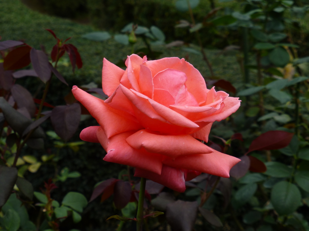 P1000757