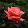 P1000757