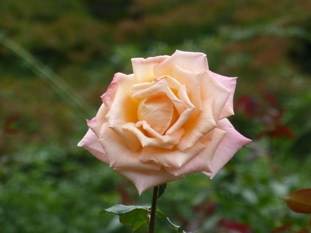 P1000763