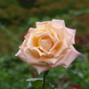 P1000763