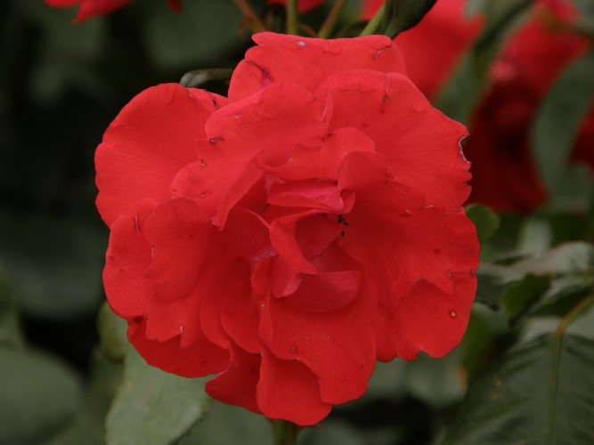 シュタット　エルトビレ