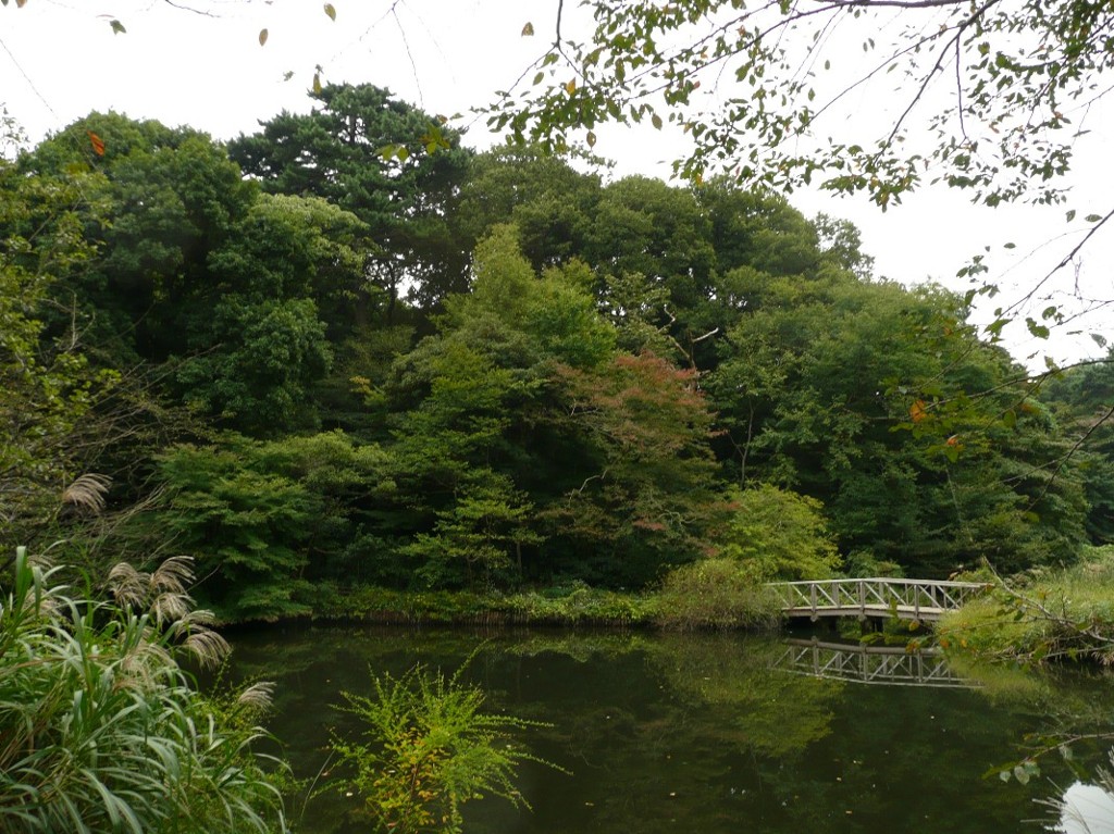 パワースポット　国立科学博物館付属自然教育園