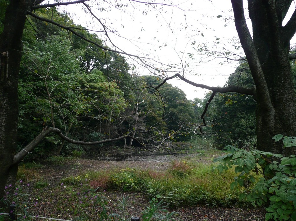 パワースポット　国立科学博物館付属自然教育園