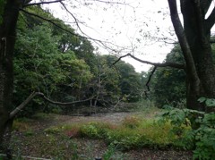 パワースポット　国立科学博物館付属自然教育園