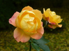 P1000780