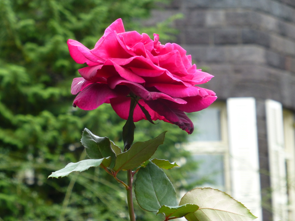 P1000796