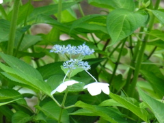 P1000545