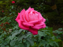 P1000776