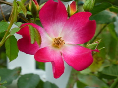 P1000766