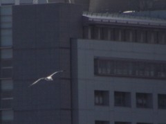 カモメ？