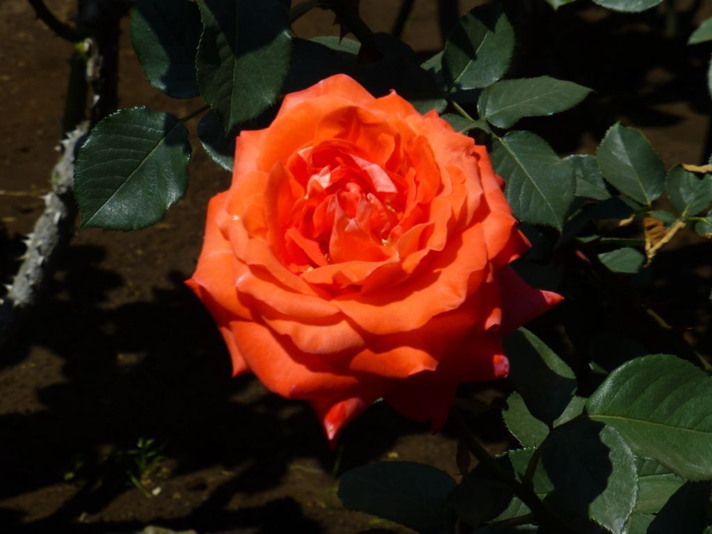 P1000142_1024