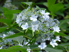 P1000591