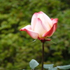 P1000769