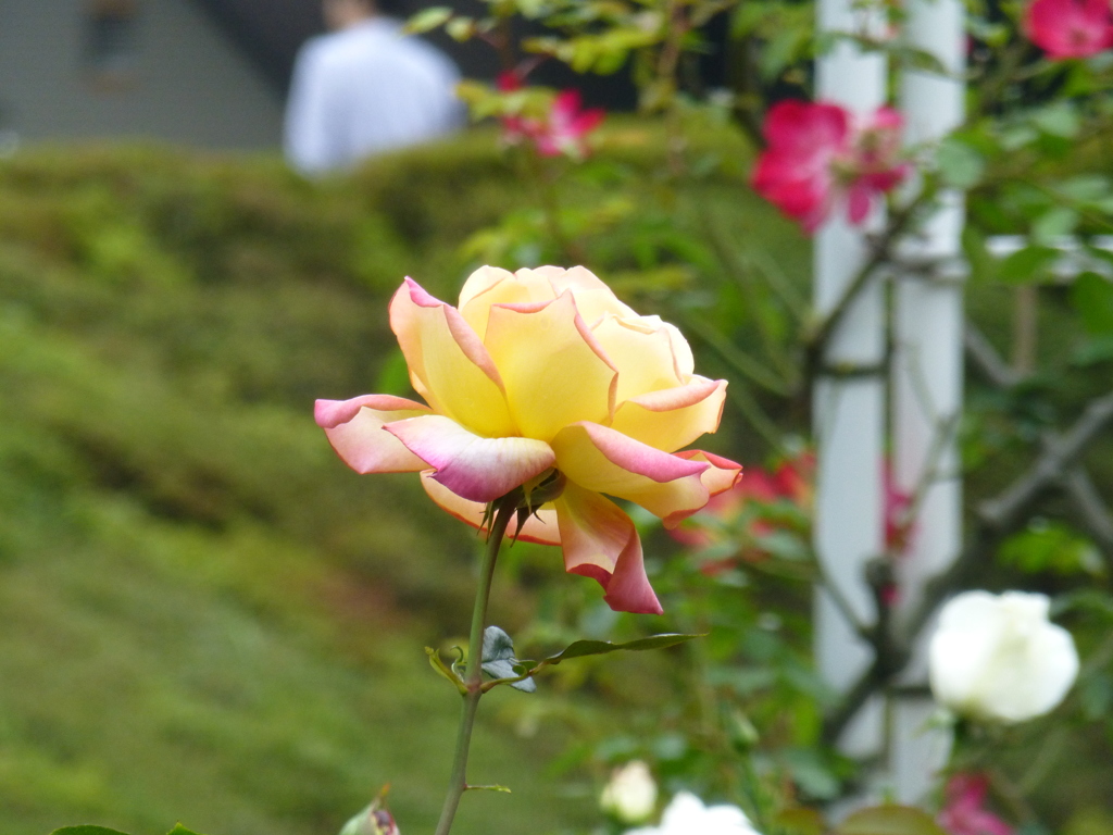 P1000800