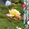 P1000800