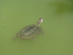 P1000575