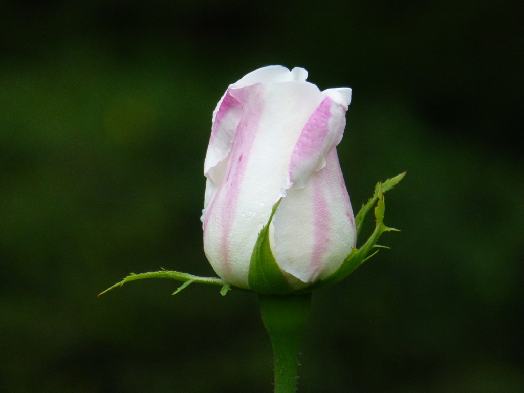 P1000794