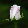 P1000794