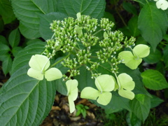 P1000452