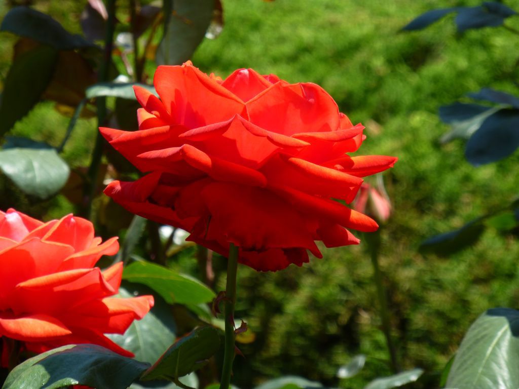 P1000112_1024