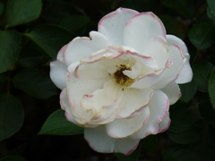 P1000748