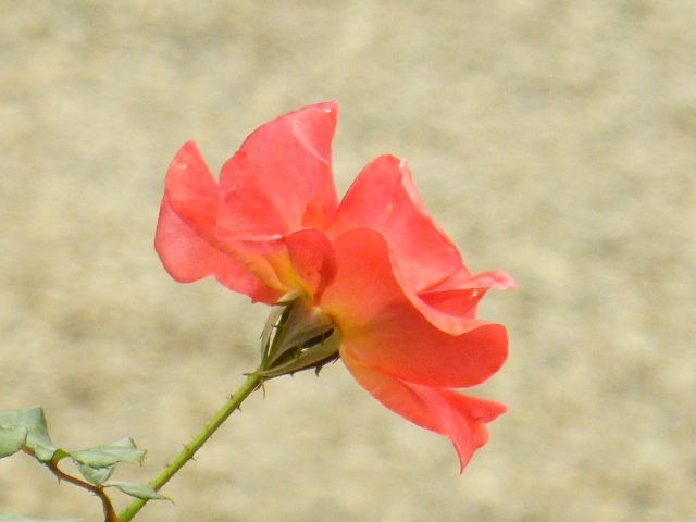 P1000752