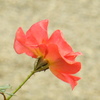 P1000752