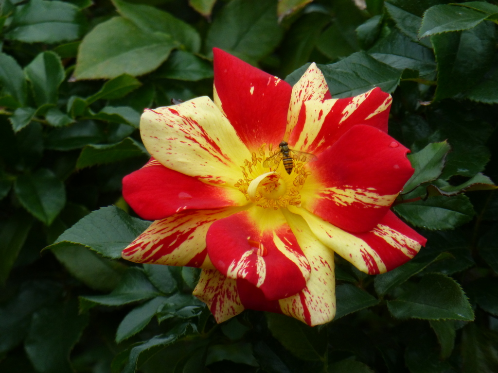 P1000787