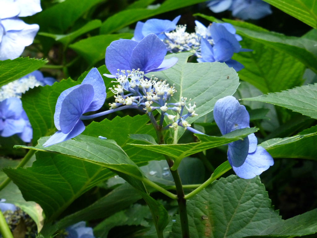 P1000516