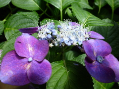 P1000511