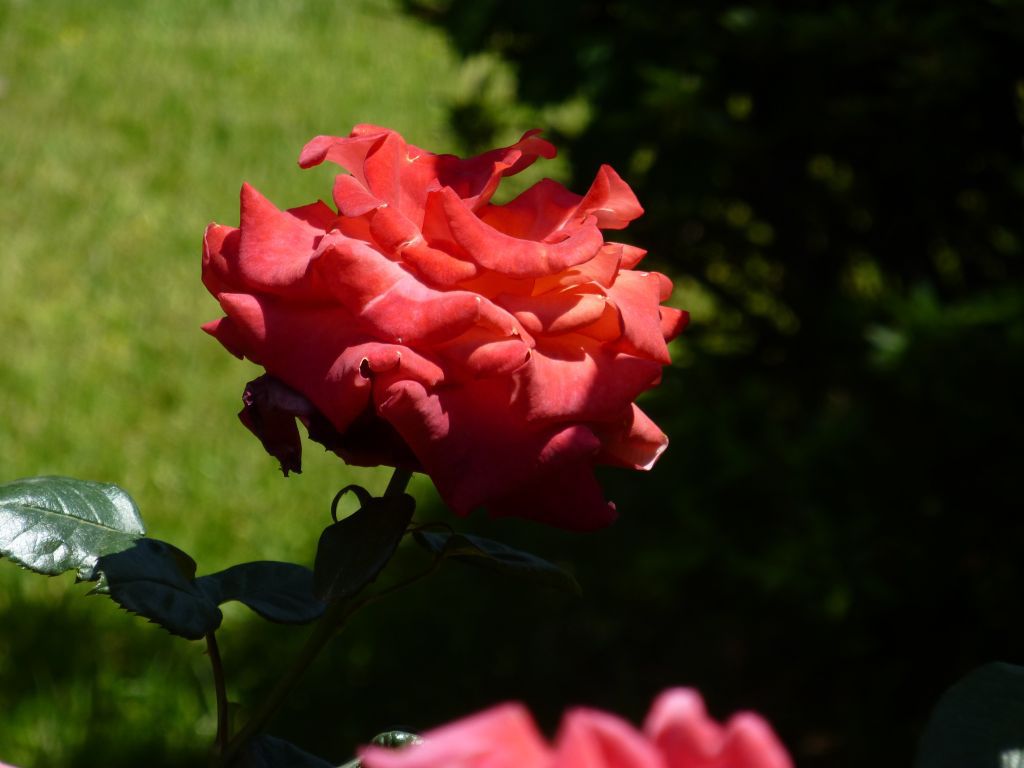 P1000103_1024