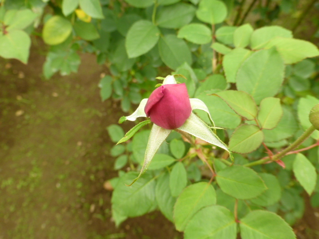 P1000740