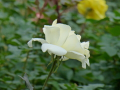 P1000749
