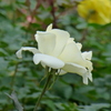 P1000749