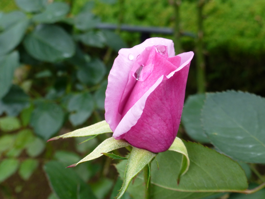 P1000777