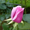 P1000777