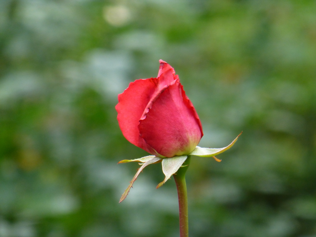 P1000756