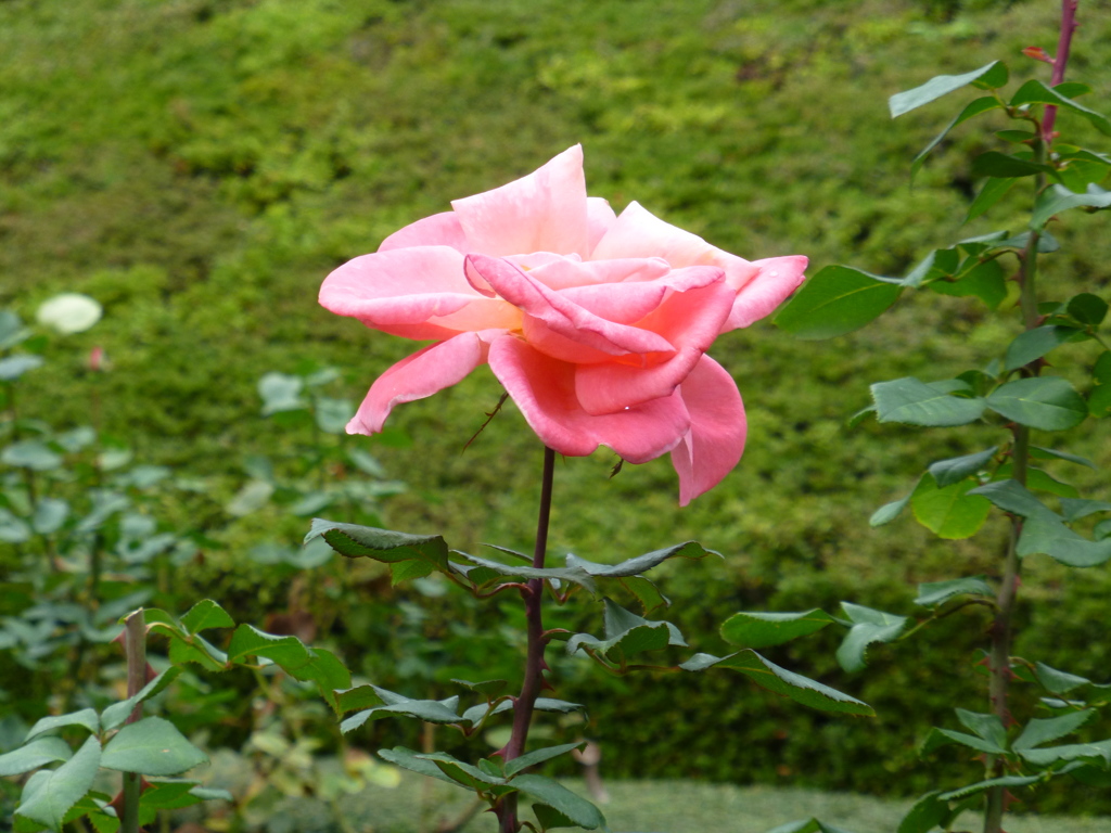 P1000778